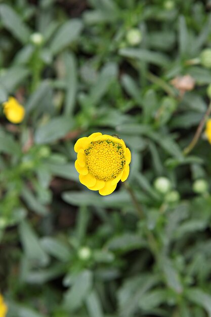 Foto prossimo piano di una pianta a fiori gialli