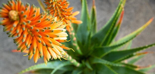 Close-up of yellow flowering plant