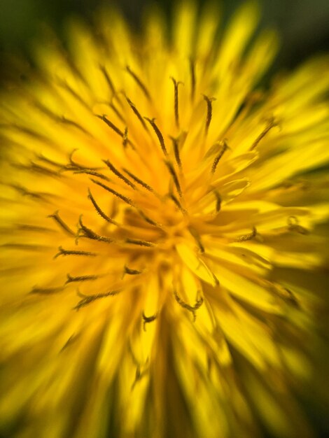 Close-up of yellow flowering plant