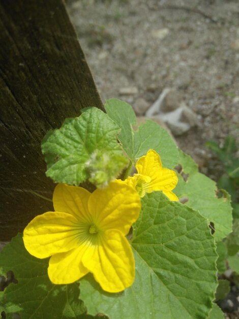 Close-up of yellow flowering plant