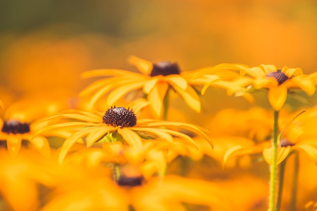 Close-up of yellow flowering plant