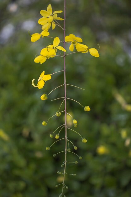 Close-up of yellow flowering plant