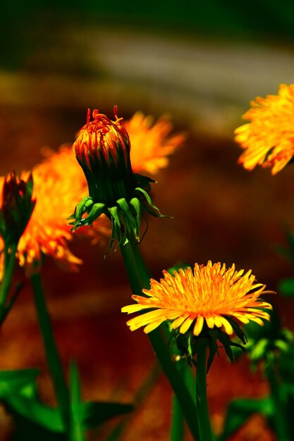 Foto prossimo piano di una pianta a fiori gialli