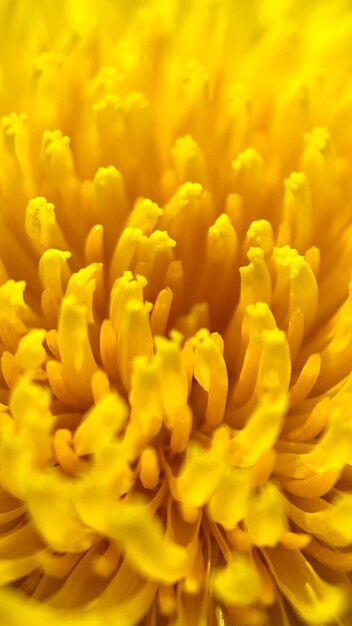 Close-up of yellow flowering plant