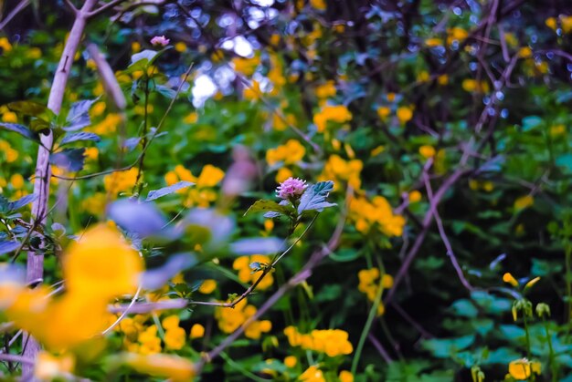 Close-up of yellow flowering plant