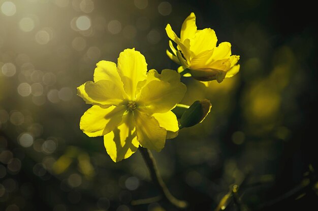 Close-up of yellow flowering plant