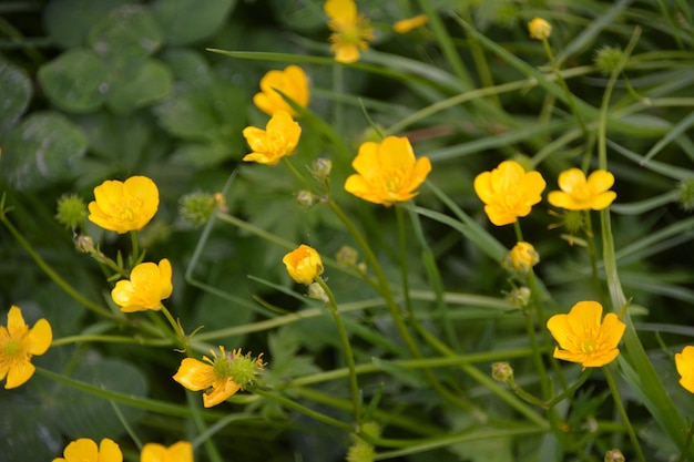 Photo close-up of yellow flowering plant