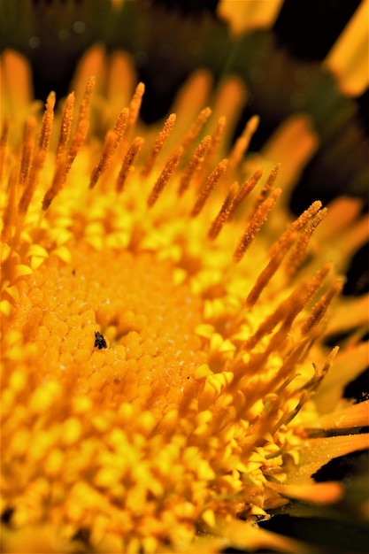 Close-up of yellow flowering plant