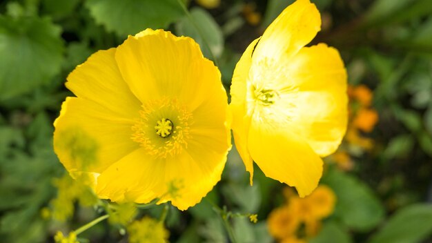 Close-up of yellow flowering plant