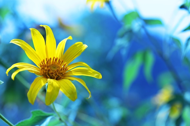 Close-up of yellow flowering plant