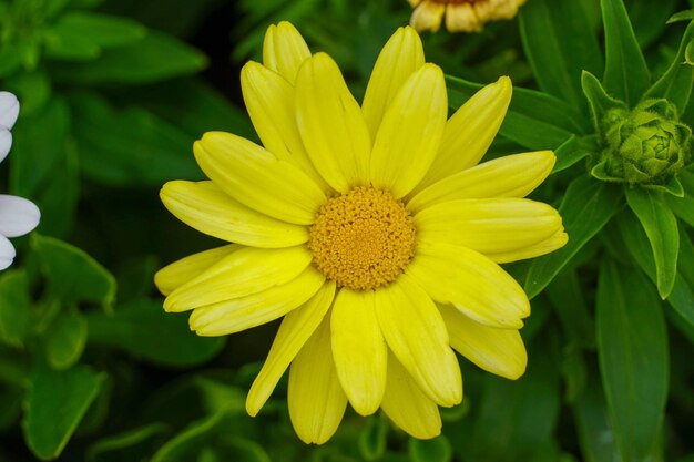 Close-up of yellow flowering plant