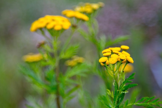 Close-up of yellow flowering plant