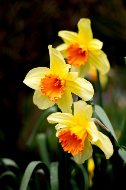 Photo close-up of yellow flowering plant