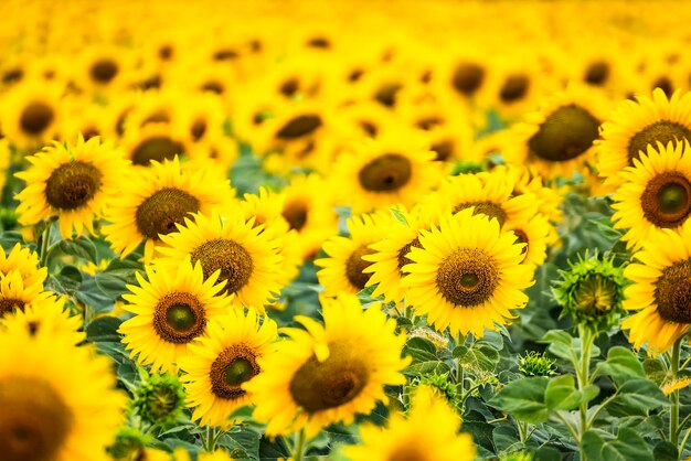 Close-up of yellow flowering plant