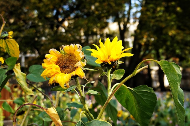 Close-up of yellow flowering plant