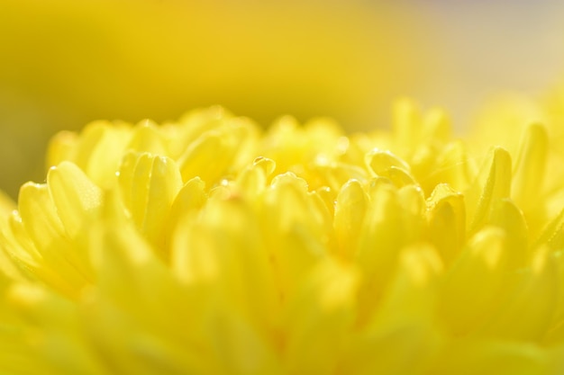 Close-up of yellow flowering plant