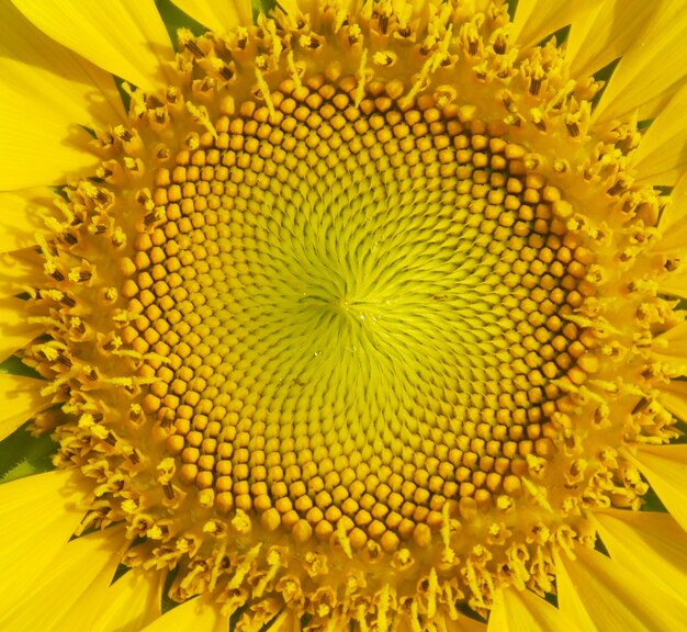 Close-up of yellow flowering plant