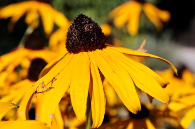 Foto close-up di una pianta a fiore giallo