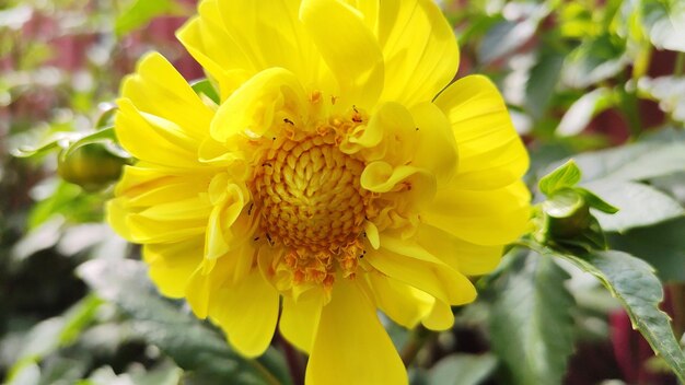 Close-up of yellow flowering plant