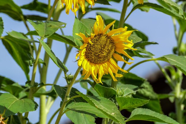 Close-up of yellow flowering plant