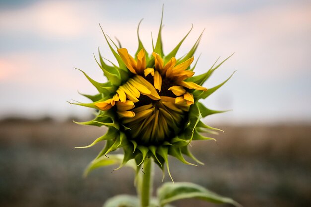 Prossimo piano di una pianta a fiori gialli