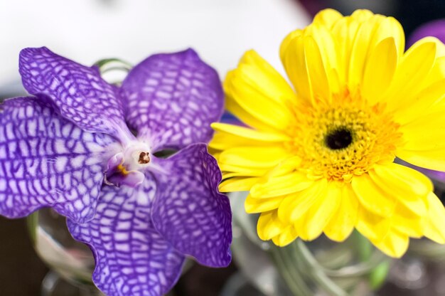 Photo close-up of yellow flowering plant