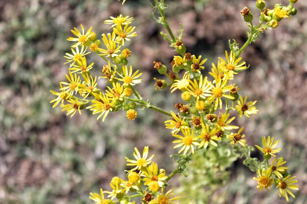 Photo close-up of yellow flowering plant