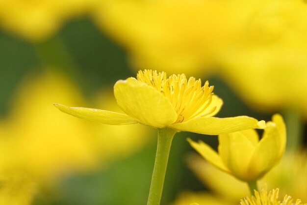 Close-up of yellow flowering plant