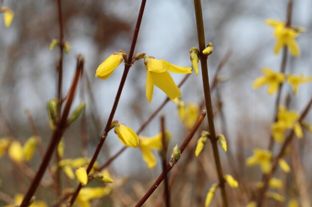 Close-up of yellow flowering plant