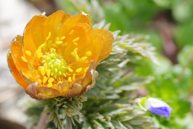 Close-up of yellow flowering plant