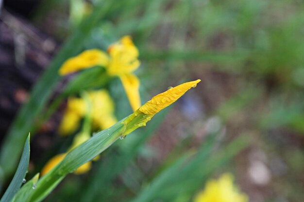 Photo close-up of yellow flowering plant