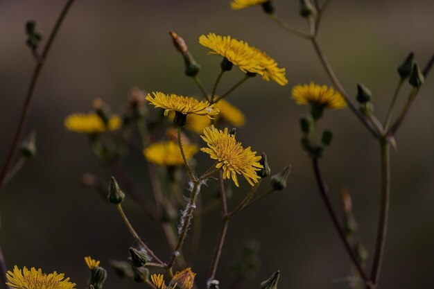 Photo close-up of yellow flowering plant