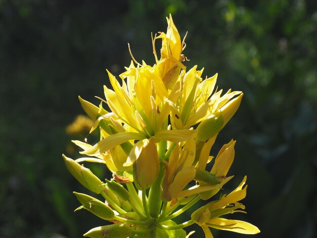 Photo close-up of yellow flowering plant