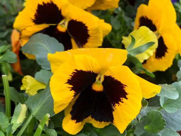 Close-up of yellow flowering plant