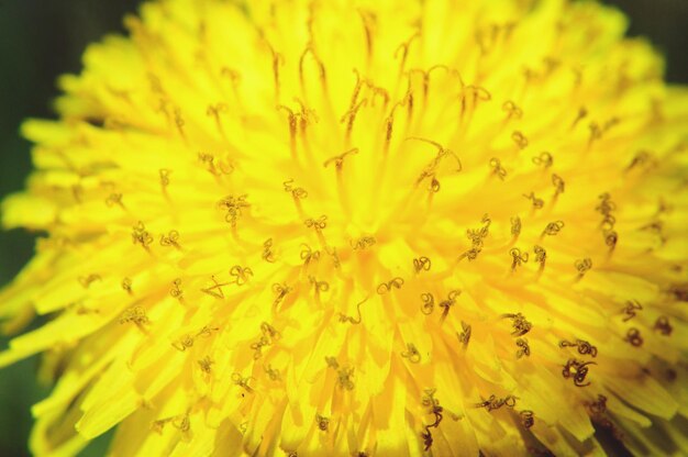 Close-up of yellow flowering plant