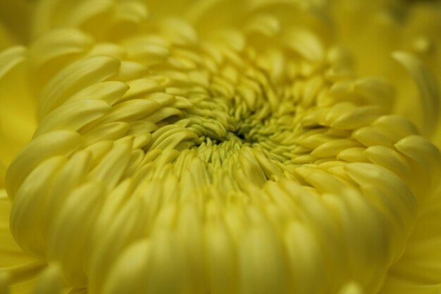 Close-up of yellow flowering plant