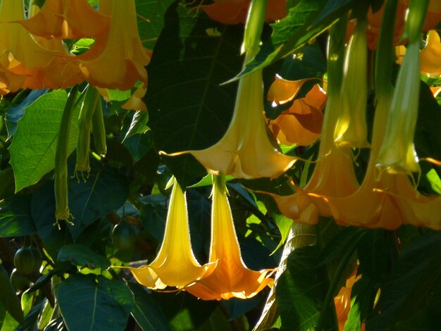 Close-up of yellow flowering plant