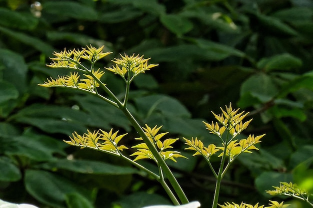 Foto prossimo piano di una pianta a fiori gialli