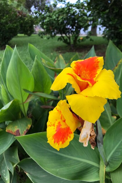 Close-up of yellow flowering plant