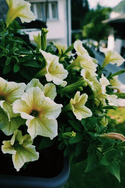 Close-up of yellow flowering plant