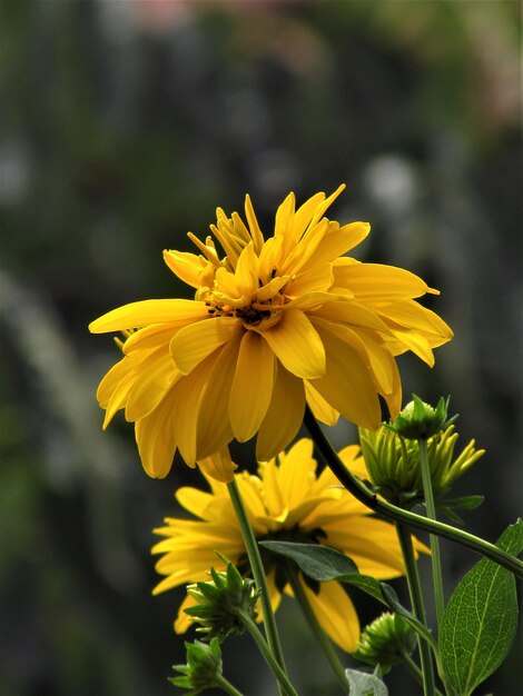 Close-up of yellow flowering plant