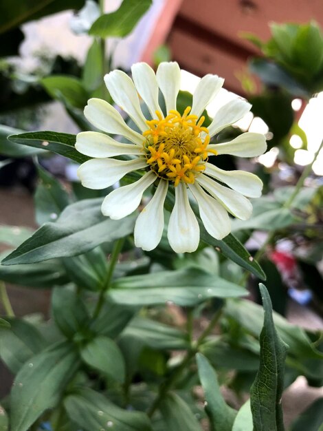 Close-up of yellow flowering plant