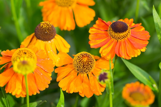 Photo close-up of yellow flowering plant