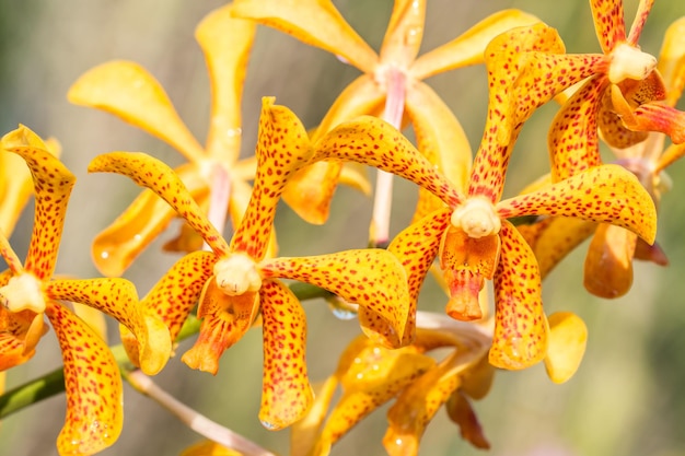 Close-up of yellow flowering plant