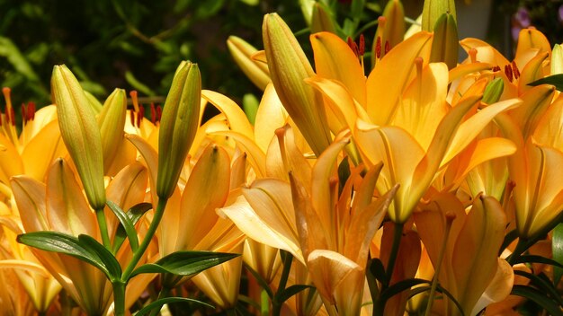 Photo close-up of yellow flowering plant