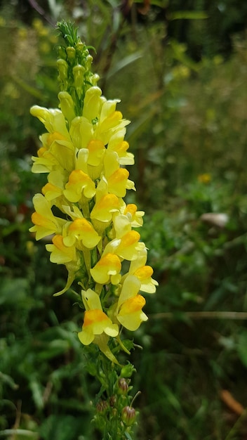 Close-up of yellow flowering plant