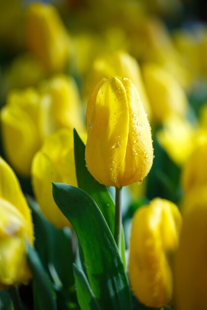 Close-up of yellow flowering plant