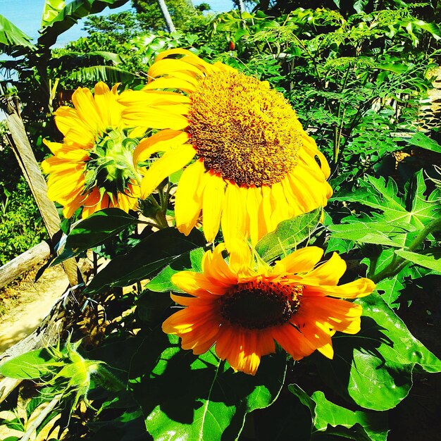 Close-up of yellow flowering plant