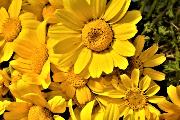 Photo close-up of yellow flowering plant