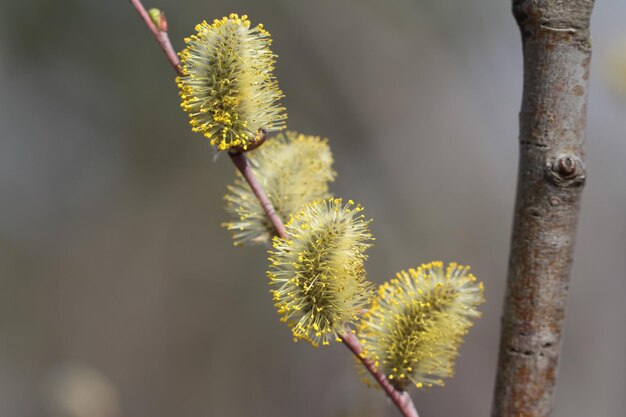 Photo close-up of yellow flowering plant